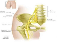 Siyatik Sinir Sıkışması Belirtileri ve Tedavisi Siyatik Sinir Sıkışması Belirtileri ve Tedavisi