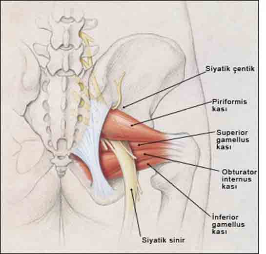 Kalçada Sinir Sıkışması Belirtileri ve Tedavisi